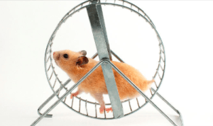 Boring Cardio Hamster Wheel